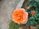 Cherry Brandy 85 ® rose photo