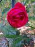 Florentina rose photo