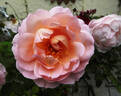 Belle Story rose photo