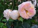 Laurent Voulzy rose photo