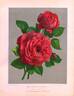 Duc d'Harcourt rose photo