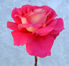 Typhoo Tea rose photo
