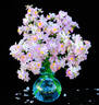 Blue Mist rose photo