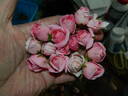 Anne Belovich rose photo