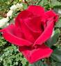 Always rose photo