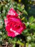 Werribee Park rose photo