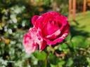 Werribee Park rose photo