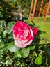 Werribee Park rose photo