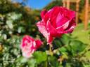 Werribee Park rose photo