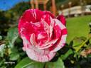 Werribee Park rose photo