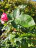 Werribee Park rose photo