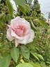 Belle Portugaise rose photo