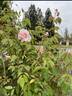 Belle Portugaise rose photo