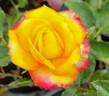 Kismet ™ rose photo