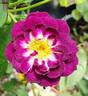 Diamond Eyes rose photo