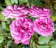 Excellenz von Schubert rose photo