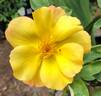 Sunglow rose photo