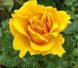 Alex's Lemonade Stand rose photo
