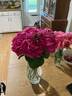 Paul Neyron rose photo