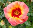 Eyeconic rose photo