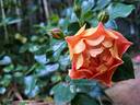 Bee's Paradise rose photo