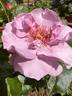 Odyssey rose photo