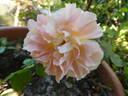 Schöne vom See rose photo