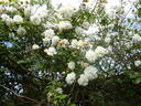 Danaë rose photo