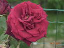 Charles Mallerin rose photo