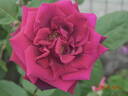 Charles Mallerin rose photo