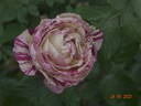 Julio Iglesias ® rose photo