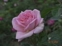 La Fontaine aux Perles rose photo