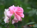 La Fontaine aux Perles rose photo