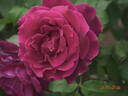 Oklahoma (Hybrid Tea, Swim rose photo