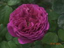 Othello rose photo