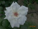 Pascali rose photo