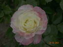 Rosa Mystica rose photo
