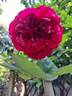 Berthe Morisot rose photo