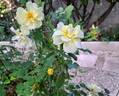 Celina rose photo