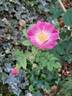 Blush Rambler rose photo