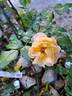 Calizia rose photo