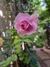 Nautica rose photo