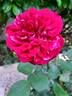 Berthe Morisot rose photo