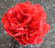 Pharaoh rose photo