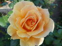 Easy Going ™ rose photo