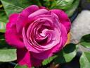 Blue Parfum ® rose photo