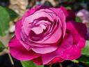 Blue Parfum ® rose photo