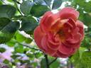Bee's Paradise rose photo