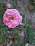 Coral Dawn rose photo