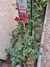 Rouge Truffaut rose photo